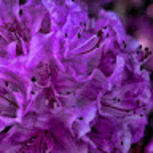 Meet your Posher, Martha